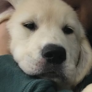 Meet your Posher, Amir